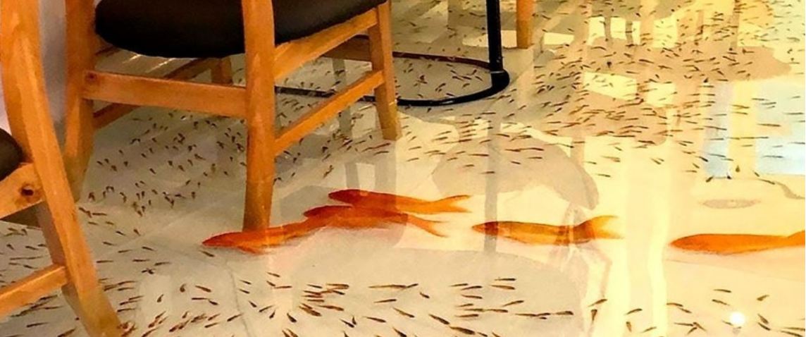 кафе с рыбками на полу во вьетнаме. ресторан рыбок япония. уникальное кафе где на полу плавают рыбы. уникальное кафе где на полу плавают рыбы. Amix coffee вьетнам.